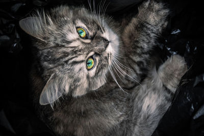 Close-up portrait of cat at night