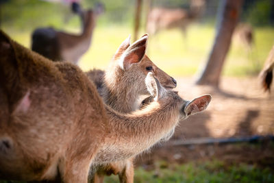 Close-up of deer