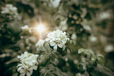 Close-up of white flowering plant