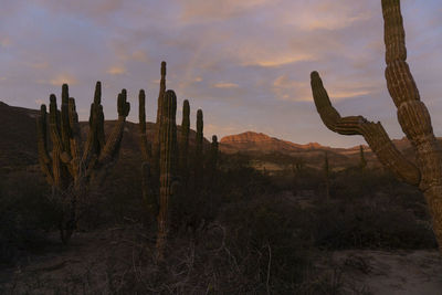 Cactus plants growing on land against sky during sunset