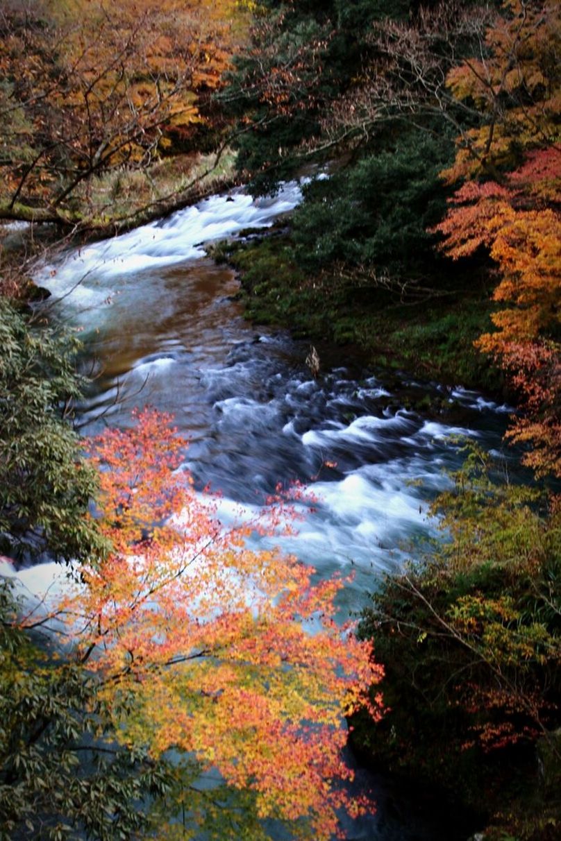 water, beauty in nature, nature, rock - object, scenics, tranquility, tree, autumn, forest, tranquil scene, stream, high angle view, flowing, flowing water, change, season, river, waterfall, day, growth