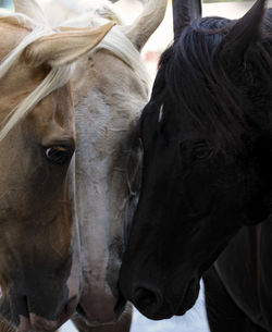 Close-up of horse in ranch