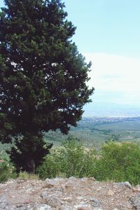 Trees on landscape against sky