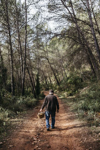 Senior man looking for mushrooms in the forest