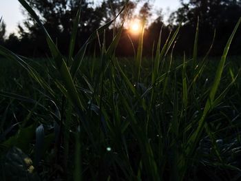 Close-up of fresh green grass in field