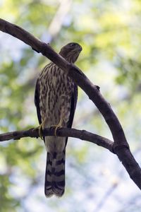 Low angle view of eagle perching on tree