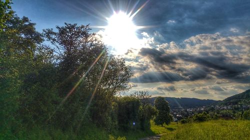 Low angle view of trees against sky during sunset