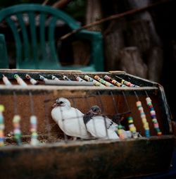 High angle view of pigeons in birdcage