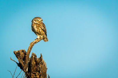 Owl on stem against clear blue sky