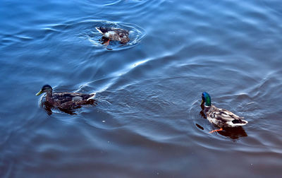 High angle view of duck swimming in lake