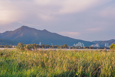 Scenic view of field against sky