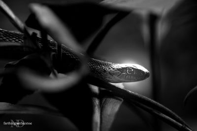 Close up of plant against blurred background