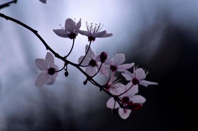 Close-up of white flowers blooming in park