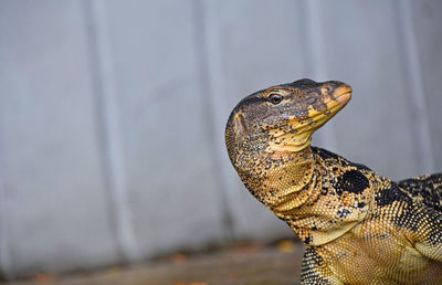 Close-up of lizard