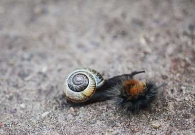 Close-up of caterpillar on a land