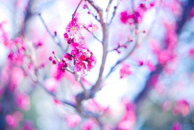 Close-up of pink cherry blossoms in spring