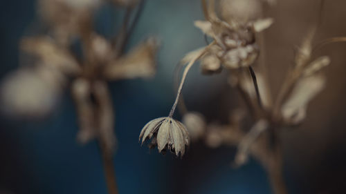 Close-up of wilted flower