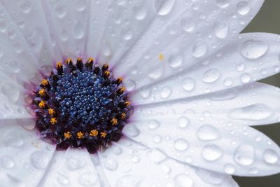 Close-up of wet white flower