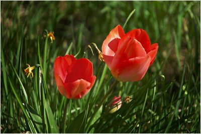 Close-up of red flowering plant on field