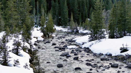 Scenic view of snow covered forest