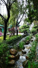 Stream flowing amidst trees at park