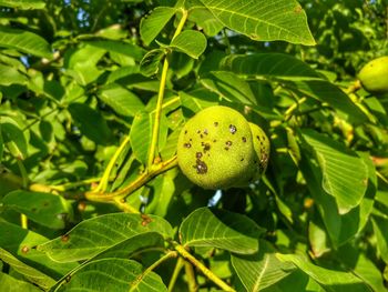 Close-up of fruits on tree