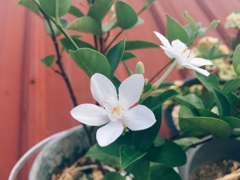 Close-up of frangipani blooming outdoors