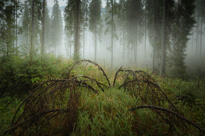 Trees in forest