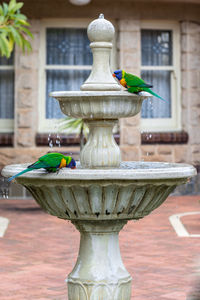 Close-up of bird perching on fountain