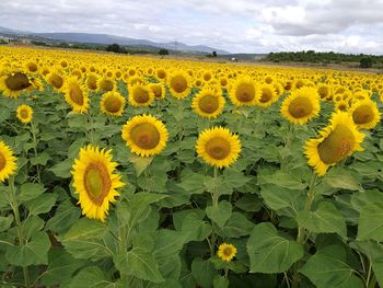 Scenic view of sunflower field against sky