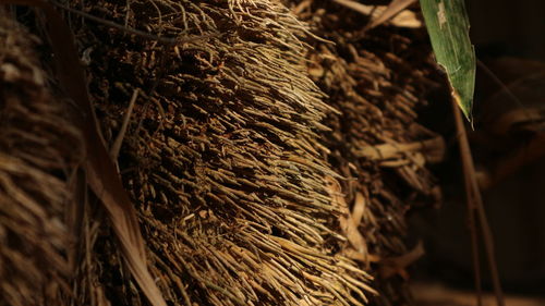 Close-up of corn on tree trunk