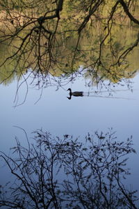 Low angle view of bird perching on tree against sky