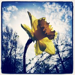Low angle view of flowers blooming against clear sky
