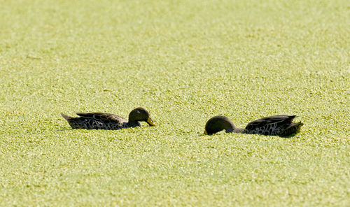 Ducks on grass