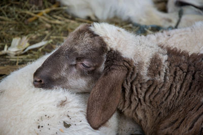 Close-up of a sleeping resting