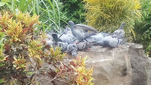 High angle view of pigeons perching on field