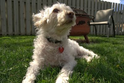 Dog relaxing on field