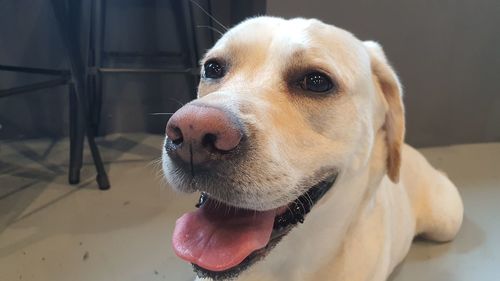 Close-up of dog looking away