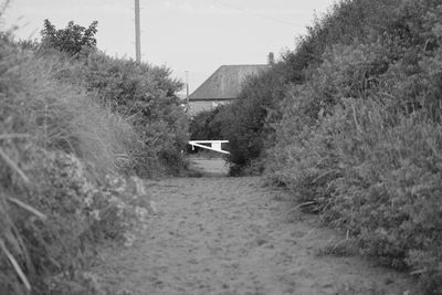 Dirt road amidst plants against sky