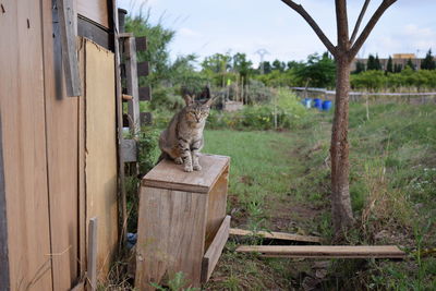 Cat sitting in a garden