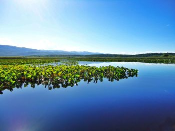 Scenic view of lake against clear blue sky
