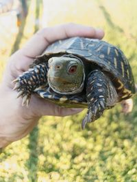 Close-up of human hand holding turtle