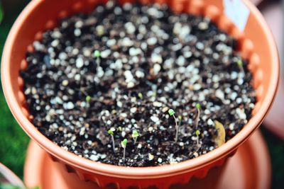 Close-up of potted plant