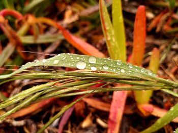 Close-up of wet plant