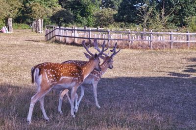 Deer in a field