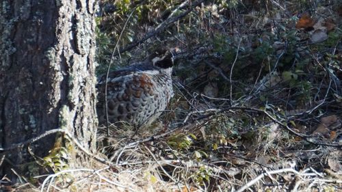 Close-up of bird in nest