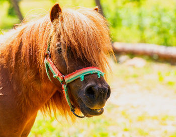 Close-up of a horse