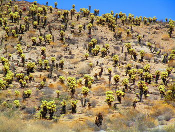 View of trees growing on rock
