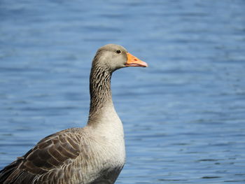 Close-up of a duck in lake