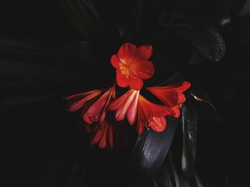 Close-up of red flowers against black background